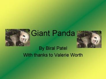 Giant Panda