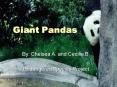 Giant Pandas PowerPoint PPT Presentation