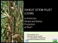 WHEAT STEM RUST UG99 PowerPoint PPT Presentation