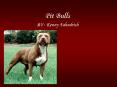 Pit Bulls PowerPoint PPT Presentation
