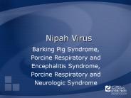 Pigs ... Pigs. Direct contact. Contact with body fluids