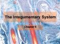 The Integumentary System PowerPoint PPT Presentation