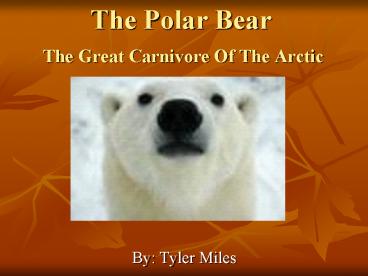 The Polar Bear The Great Carnivore Of The Arctic