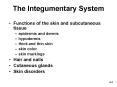 The Integumentary System PowerPoint PPT Presentation