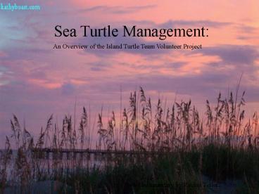 An Overview of the Island Turtle Team Volunteer Project