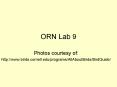 ORN Lab 9 PowerPoint PPT Presentation