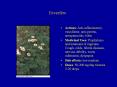 Feverfew PowerPoint PPT Presentation