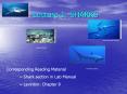 Lecture 1: SHARKS PowerPoint PPT Presentation