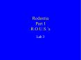 Rodentia Part I R.O.U.S. PowerPoint PPT Presentation