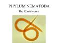 PHYLUM NEMATODA PowerPoint PPT Presentation