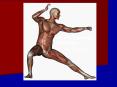 Muscle Types and Functions PowerPoint PPT Presentation