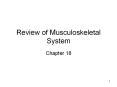 Review of Musculoskeletal System PowerPoint PPT Presentation