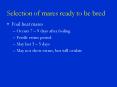 Selection of mares ready to be bred PowerPoint PPT Presentation