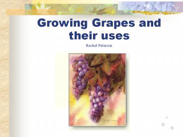 Growing Grapes and their uses Rachel Peterson