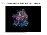 Ch 17 Gene Expression II: Translation  mRNA->Protein