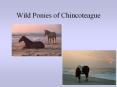 Wild Ponies of Chincoteague PowerPoint PPT Presentation