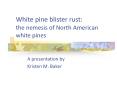 White pine blister rust: the nemesis of North American white pines PowerPoint PPT Presentation