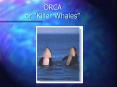 ORCA or Killer Whales PowerPoint PPT Presentation