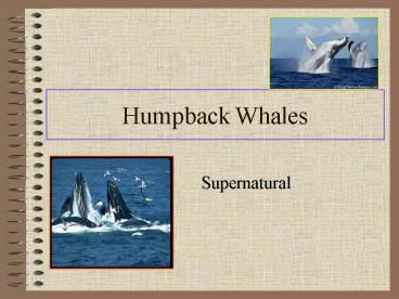Humpback Whales