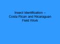 Insect Identification Costa Rican and Nicaraguan Field Work PowerPoint PPT Presentation