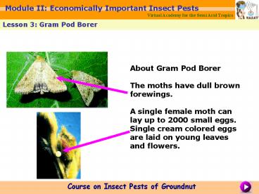 About Gram Pod Borer