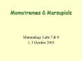 Momotremes PowerPoint PPT Presentation