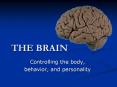 THE BRAIN PowerPoint PPT Presentation