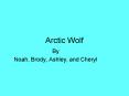 Arctic Wolf PowerPoint PPT Presentation