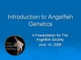 Introduction to Angelfish Genetics PowerPoint PPT Presentation