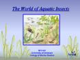 The World of Aquatic Insects PowerPoint PPT Presentation