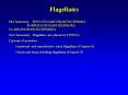 intestinal and reproductive track flagellates (Chapter 6 PowerPoint PPT Presentation