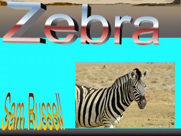 Zebra