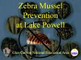 Zebra Mussel Prevention at Lake Powell PowerPoint PPT Presentation