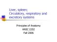 Liver, spleen Circulatory, respiratory and excretory systems PowerPoint PPT Presentation
