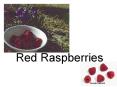 Red Raspberries PowerPoint PPT Presentation