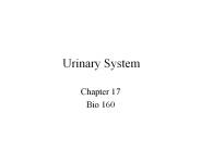 Urinary%20System