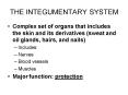 THE INTEGUMENTARY SYSTEM PowerPoint PPT Presentation