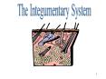Integumentary System PowerPoint PPT Presentation