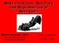 Body Condition, Nutrition and Reproduction of Beef Cows PowerPoint PPT Presentation