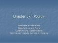 Chapter 37: Poultry PowerPoint PPT Presentation