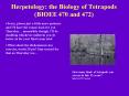 Herpetology: the Biology of Tetrapods BIOEE 470 and 472 PowerPoint PPT Presentation