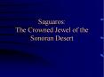 Saguaros: The Crowned Jewel of the Sonoran Desert PowerPoint PPT Presentation