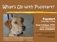 Whats Up with Pupstart PowerPoint PPT Presentation