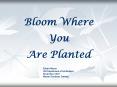 Bloom Where You Are Planted PowerPoint PPT Presentation