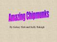 Amazing Chipmunks PowerPoint PPT Presentation