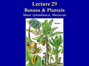 Lecture 29 Banana