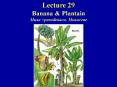 Lecture 29 Banana PowerPoint PPT Presentation