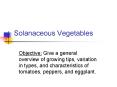 Solanaceous Vegetables PowerPoint PPT Presentation