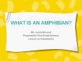 WHAT IS AN AMPHIBIAN PowerPoint PPT Presentation