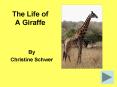 The Life of A Giraffe PowerPoint PPT Presentation